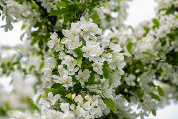 Fototapeta premium Nice spring time apple tree branch with white flowers blossom macro