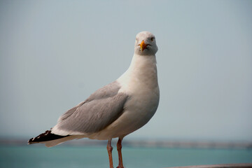 An important seagull sitting on the railing