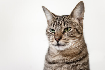 close-up shot of lovely short-haired tabby cat on light background.
