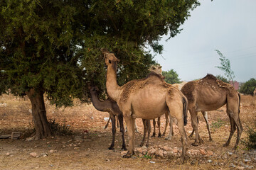 camels eat the fruit of the argan tree, Morocco, Agadir