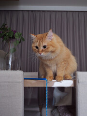 猫じゃらしで遊ぶ猫のマンチカン