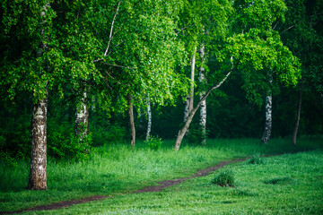 Fototapeta na wymiar Scenic landscape with footpath among nice trees in park. Green scenery with pathway among beautiful birches in forest. Wonderful nature view to birch grove. Amazing summer paysage. Fresh greenery.