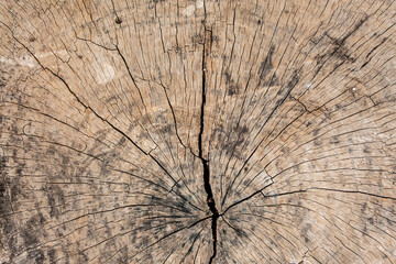 Old wooden oak tree cut surface,backgroung