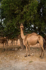 Naklejka na ściany i meble camels eat the fruit of the argan tree, Morocco, Agadir