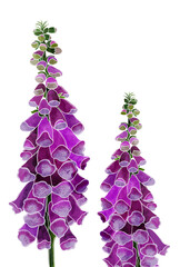 Two realistically illustrated foxgloves isolated on white background for floral designs on invitations, greeting or wedding cards.  © kramarek