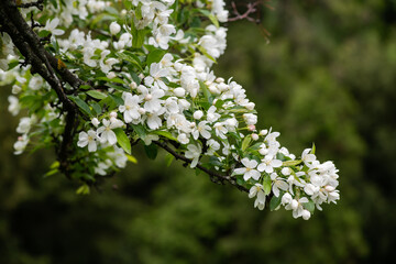 Nice spring time apple tree branch with white flowers blossom macro