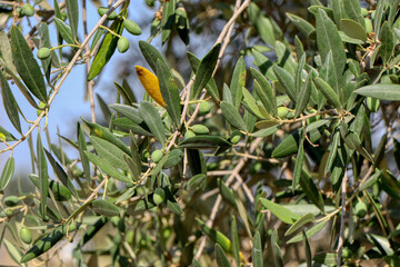 Olive ripen on the branches of olive tree in summer in Puglia, Italy