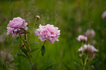 Fototapeta premium Peonies in Field Close Up