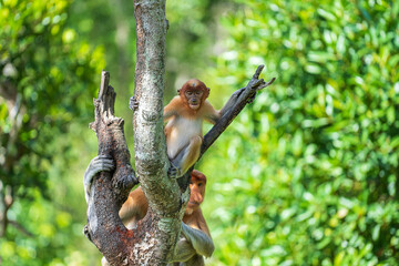 Family of wild Proboscis monkey or Nasalis larvatus, in the rainforest of island Borneo, Malaysia,...
