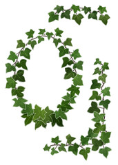 Detailed painted and illustrated ivy leaves isolated on white daisy and butterfly background for invitation, business, greeting card or decorative floral design templates, frames or patterns. 