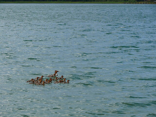 Brood of merganser ducklings swimming together