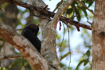 crow on the tree