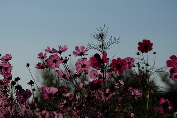 pink cosmos flowers in the field