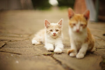 Two cute kittens resting in a summer garden