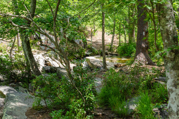 Fototapeta na wymiar trees and rocks near a stream in the forest