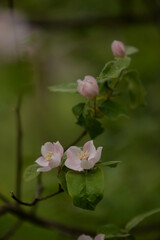 quince tree in blooming time. pink flowers on twig