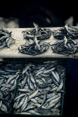 sardines at the fish market
