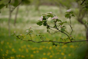 quince tree in blooming time. pink flowers on twig