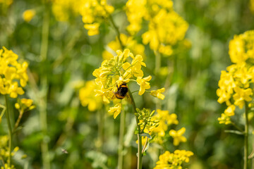 Bumblebee in a blooming yellow rape field