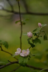 quince tree in blooming time. pink flowers on twig