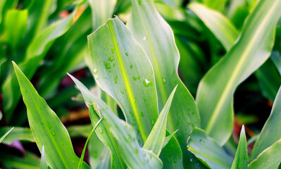 Obraz premium Lily or Lilium plant in the garden.