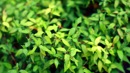Persicaria odorata or Vietnamese coriander plant in the garden.