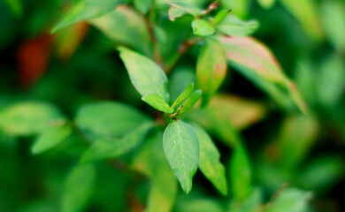 Persicaria odorata or Vietnamese coriander plant in the garden.