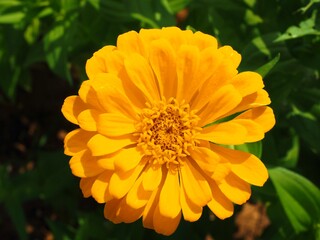 zinnia flower close up