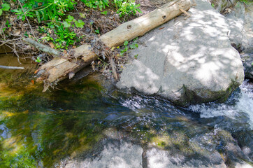 stream in the forest