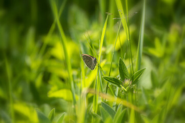 Beautiful butterfly (Aphantopus byperantus) from Swedish meadows and grassland.