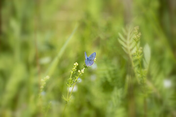 Common blue butterfly from Swedish meadows and grassland (Polyommatus icarus) 