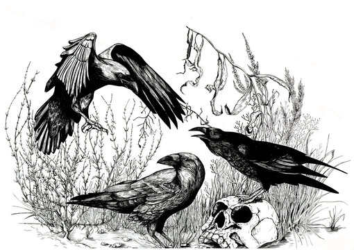 Crow composition illustration, drawing in ink and black liner, tattoo drawing, gothic style birds, ravens picture