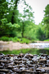 Creek in Virginia