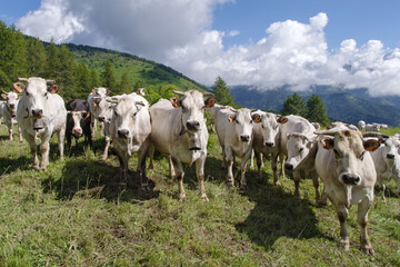 Fototapeta na wymiar Cows on Alpine meadow