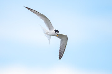 Little Tern flying