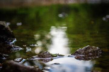 Creek in Virginia