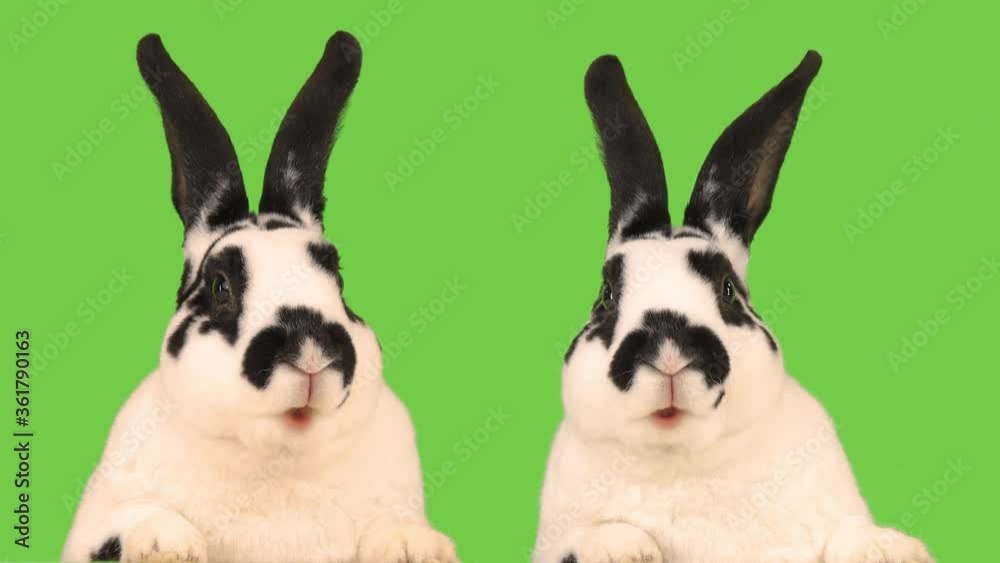 Wall mural Two talking rabbits isolated on a green screen.