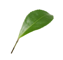 Green leaf of tea plant isolated on white