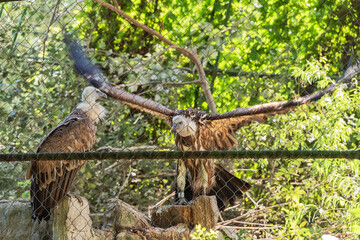 Griffon vulture in captivity in zoo. The bird spread its wings