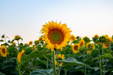 field of sunflowers