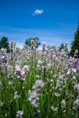 Obraz premium Lavender Farm in Harrisonburg