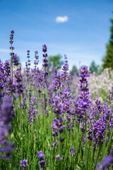 Fototapeta premium Lavender Farm in Harrisonburg