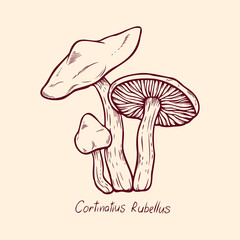 Obraz premium Forest poisonous mushroom Cortinatius Rubellus edible and non-edible boletus in retro sketch. Element isolated on white