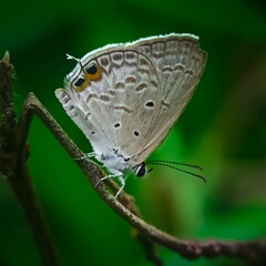 butterfly on leaf
