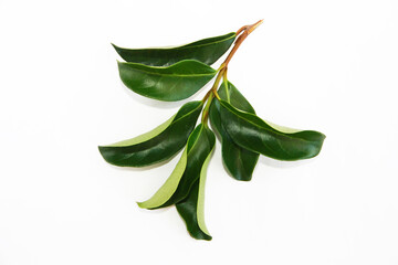 green leaves with streaks on the a branches