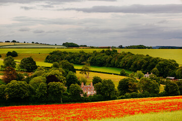 Obraz premium Poppies near Dorchester in June