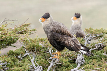 Crested Caracara breeding pair at nest site