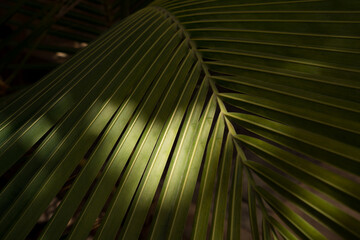 Palm tree fronds with shadow background