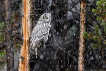 Great Gray Owl in snow shower