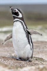 Naklejka premium Magellanic Penguin shake down
